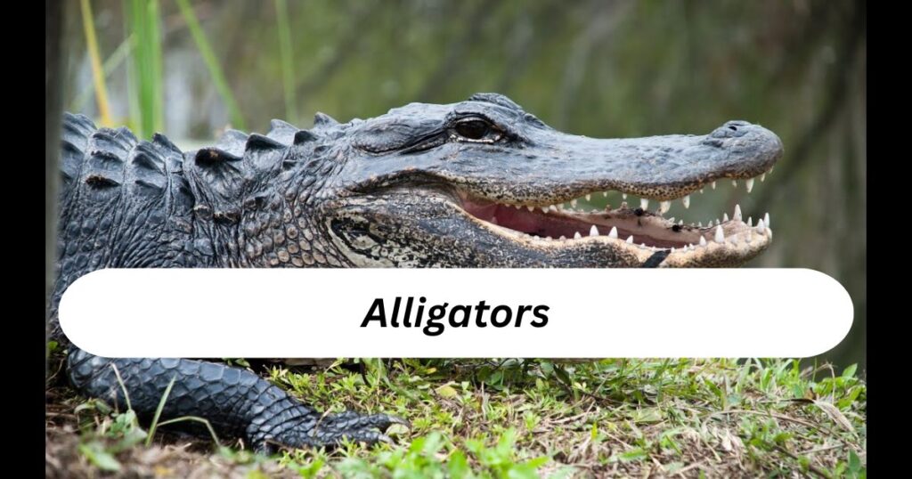 Alligators