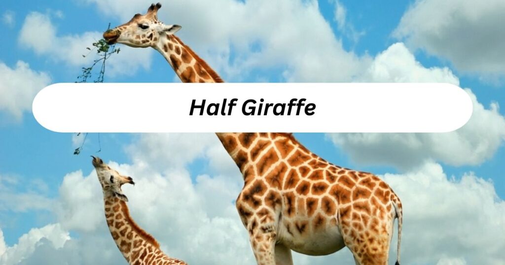 Half of a Giraffe