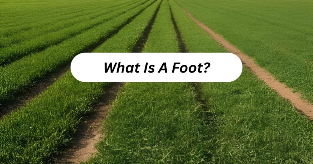 What Is A Foot