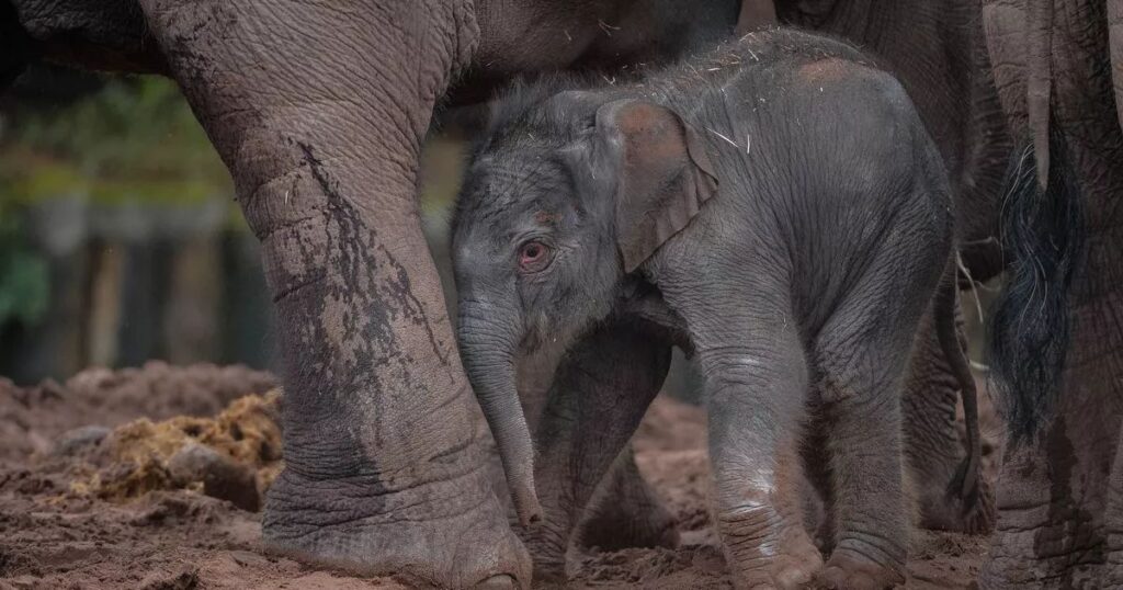 Newborn Elephant Calf