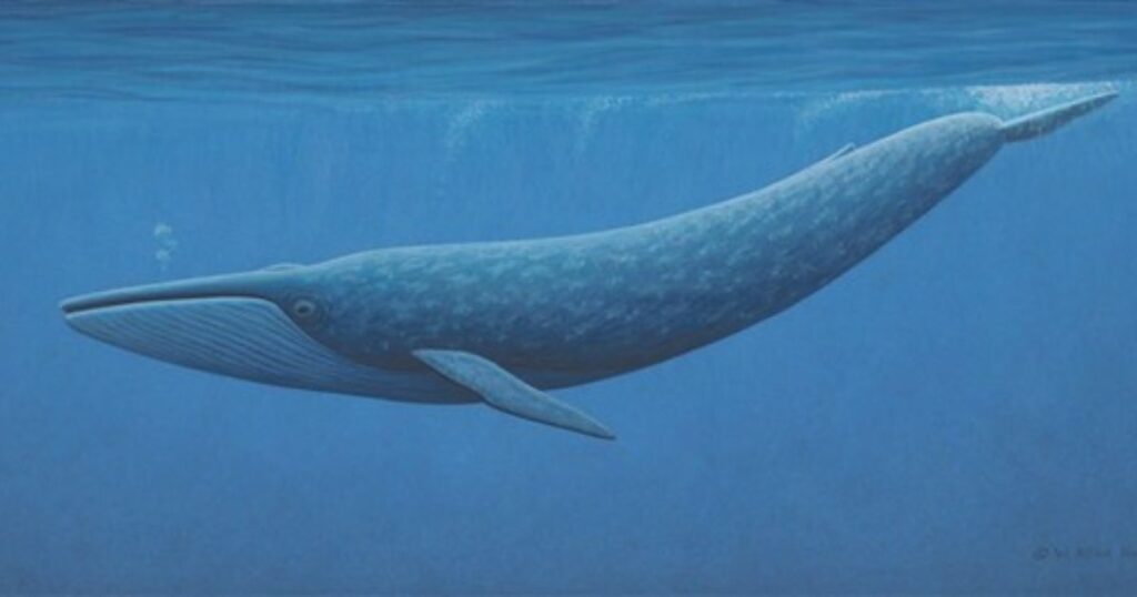 Blue Whale: Nature's 100-Foot Giant