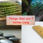 15 Common Things that are 7 Inches Long
