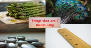 15 Common Things that are 7 Inches Long